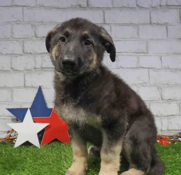 Male German Shepherd puppy named Jason for sale at Waggles Port Charlotte.