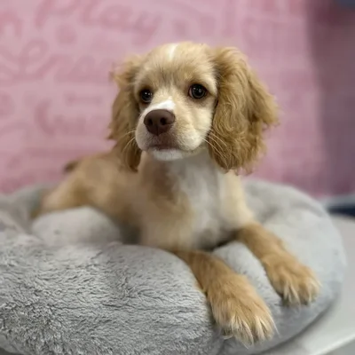 Male Cockapoo puppy named Ken for sale at Waggles Port Charlotte.