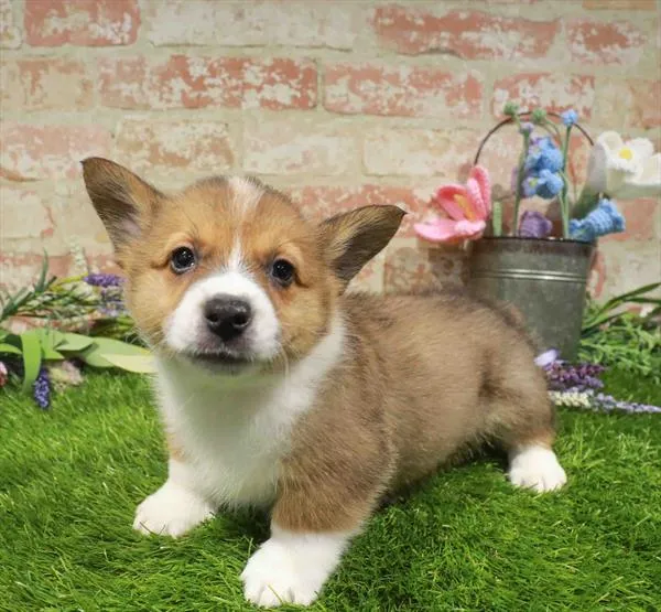 Male Pembroke Welsh Corgi puppy named Robert for sale at Waggles Port Charlotte.