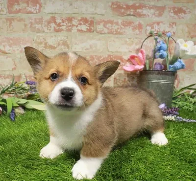 Male Pembroke Welsh Corgi puppy named Robert for sale at Waggles Port Charlotte.