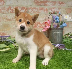 Female Shiba Inu puppy named Maricela for sale at Waggles Port Charlotte.