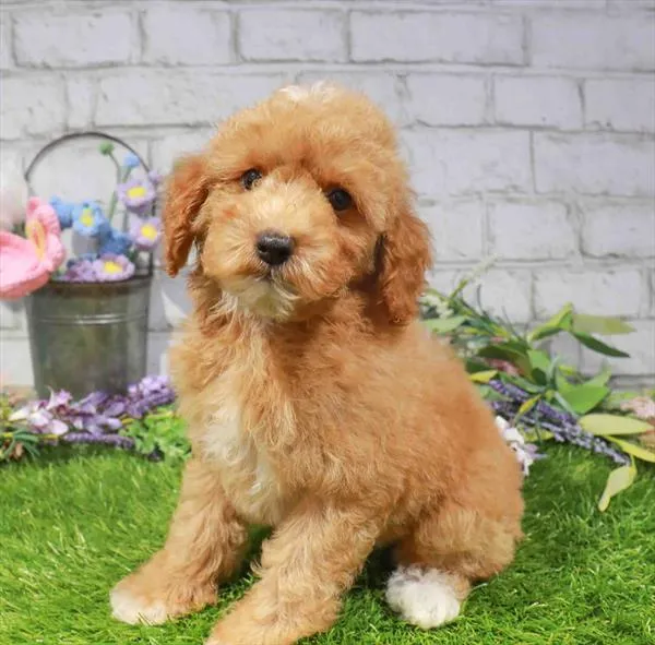 Male Mini Poodle puppy named Caleb for sale at Waggles Port Charlotte.