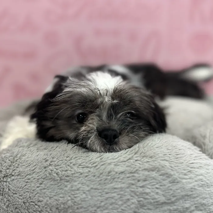Male Shih Tzu puppy named John for sale at Waggles Port Charlotte.
