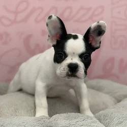 Female French Bulldog puppy named Mae for sale at Waggles Port Charlotte.