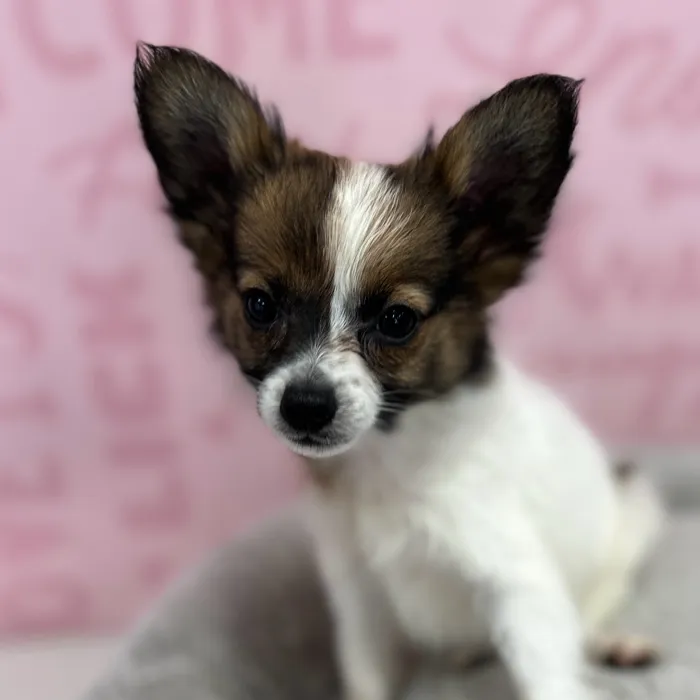 Male Papillon puppy named Raymond for sale at Waggles Port Charlotte.