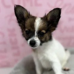 Male Papillon puppy named Raymond for sale at Waggles Port Charlotte.