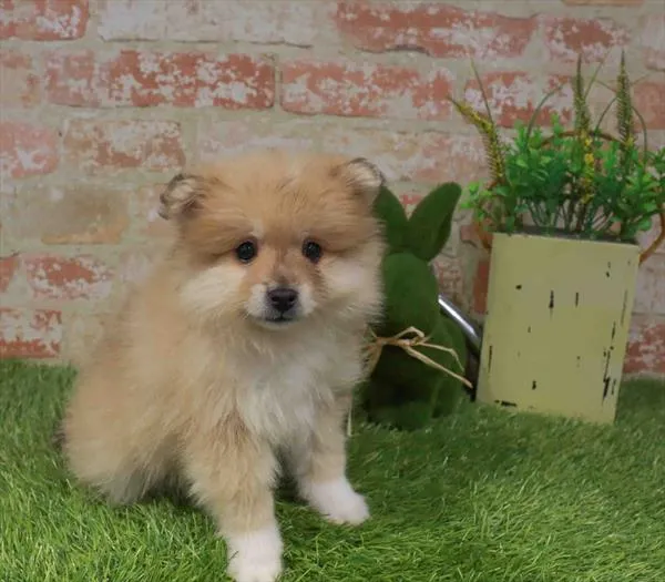 Male Pomeranian puppy named Wallace for sale at Waggles Port Charlotte.