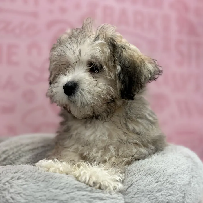 Female Havanese puppy named Jodi for sale at Waggles Port Charlotte.