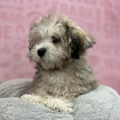 Female Havanese puppy named Jodi for sale at Waggles Port Charlotte.