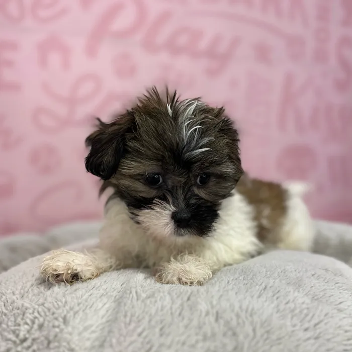 Female Shipoo puppy named Evelyn for sale at Waggles Port Charlotte.
