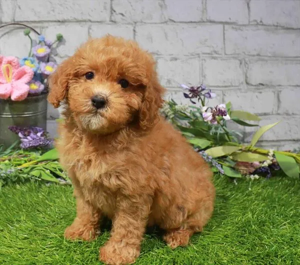 Female Cockapoo 2Nd Gen puppy named Renee for sale at Waggles Port Charlotte.