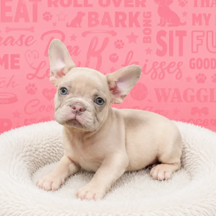 Male French Bulldog puppy named Thad for sale at Waggles Port Charlotte.