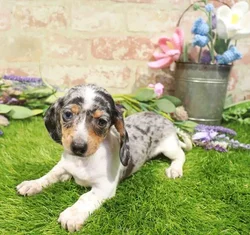 Female Dachshund puppy named Lisa for sale at Waggles Port Charlotte.