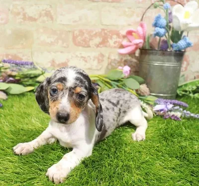 Female Dachshund puppy named Lisa for sale at Waggles Port Charlotte.