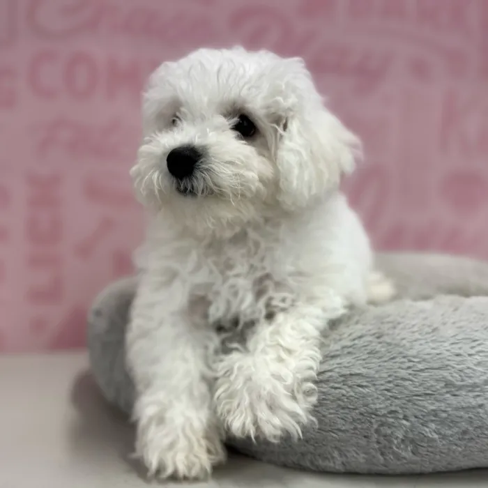 Female Bichon puppy named Debby for sale at Waggles Port Charlotte.