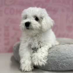 Female Bichon puppy named Debby for sale at Waggles Port Charlotte.