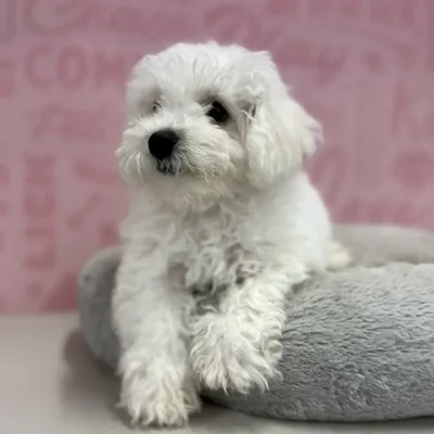 Female Bichon puppy named Debby for sale at Waggles Port Charlotte.