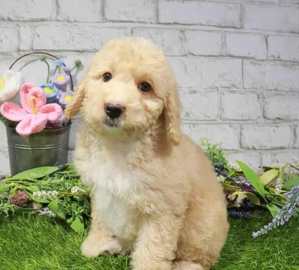 Female Cavapoo puppy named Stacey for sale at Waggles Port Charlotte.