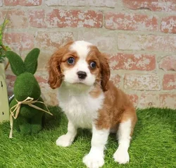 Female Cavalier King Charles Spaniel puppy named Josephine for sale at Waggles Port Charlotte.