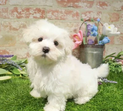 Male Maltese puppy named Angelo for sale at Waggles Port Charlotte.