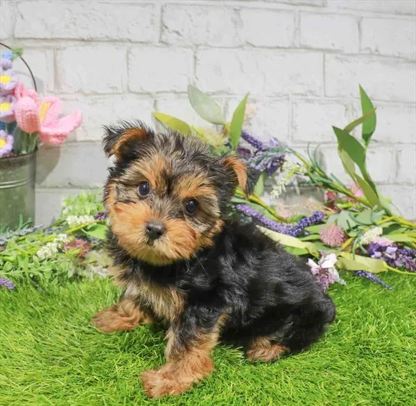 Female Yorkie puppy named Viola for sale at Waggles Port Charlotte.