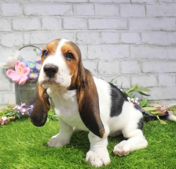Female Basset Hound puppy named Kimberly for sale at Waggles Port Charlotte.