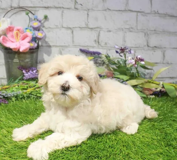 Female Maltipoo puppy named Shirley for sale at Waggles Port Charlotte.