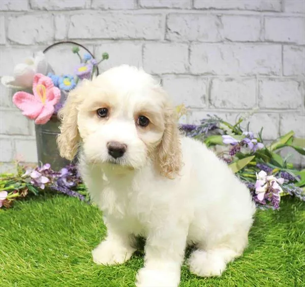 Female Cockachon puppy named Lisa for sale at Waggles Port Charlotte.