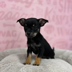 Male Chihuahua puppy named Jose for sale at Waggles Port Charlotte.
