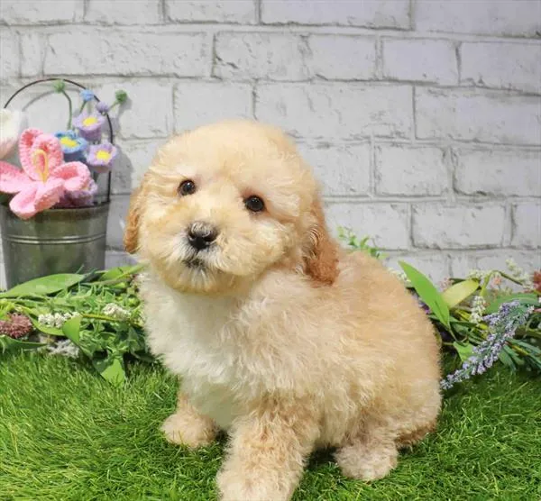 Male Cavapoo puppy named Chester for sale at Waggles Port Charlotte.