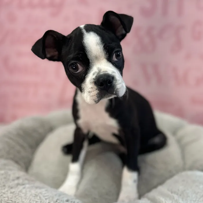 Female Boston Terrier puppy named Cathy for sale at Waggles Port Charlotte.