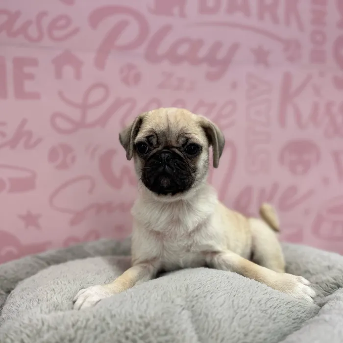 Male Pug puppy named Edwin for sale at Waggles Port Charlotte.