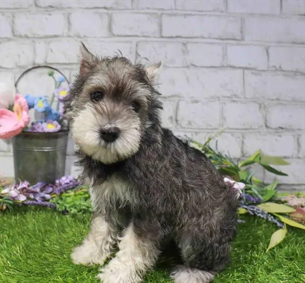 Male Mini Schnauzer puppy named William for sale at Waggles Port Charlotte.