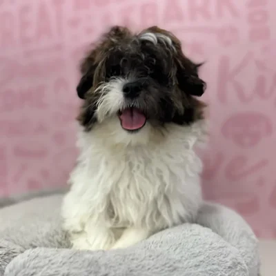 Female Shipoo puppy named Evelyn for sale at Waggles Port Charlotte.