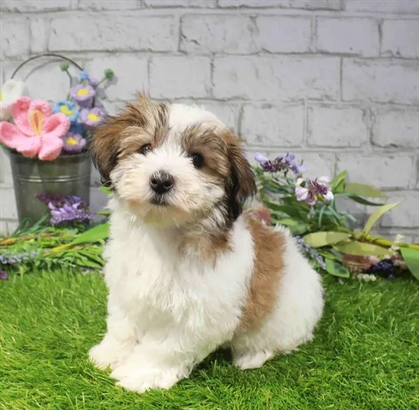 Female Yochon puppy named Melissa for sale at Waggles Port Charlotte.