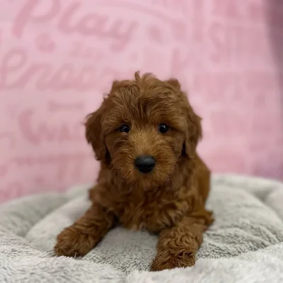 Male Mini Goldendoodle 2Nd Gen puppy named Richard for sale at Waggles Port Charlotte.