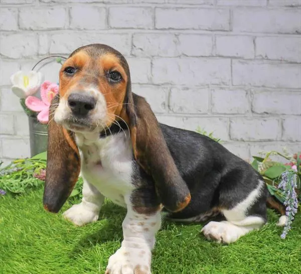 Male Basset Hound puppy named Charles for sale at Waggles Port Charlotte.