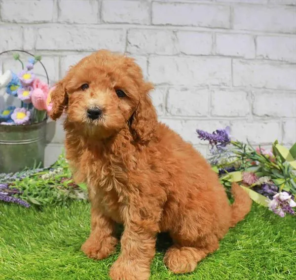 Male Mini Goldendoodle 2Nd Gen puppy named Melvin for sale at Waggles Port Charlotte.