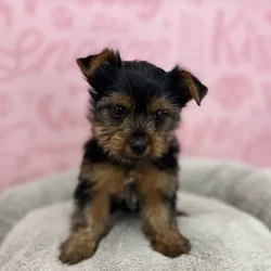 Female Yorkie puppy named Ruby for sale at Waggles Port Charlotte.