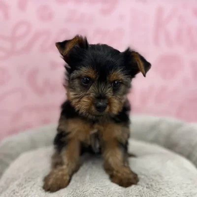 Female Yorkie puppy named Ruby for sale at Waggles Port Charlotte.