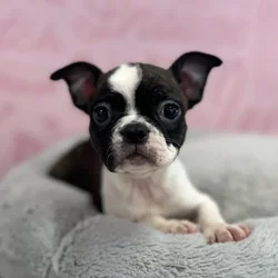 Female Boston Terrier puppy named Lula for sale at Waggles Port Charlotte.
