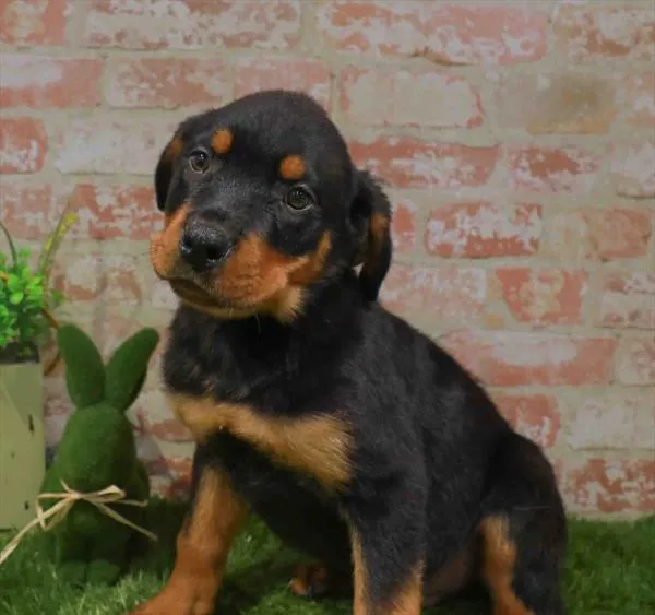 Male Rottweiler puppy named Gordon for sale at Waggles Port Charlotte.