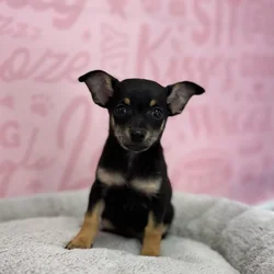 Male Chihuahua puppy named Ed for sale at Waggles Port Charlotte.