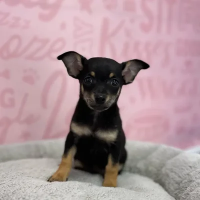 Male Chihuahua puppy named Ed for sale at Waggles Port Charlotte.