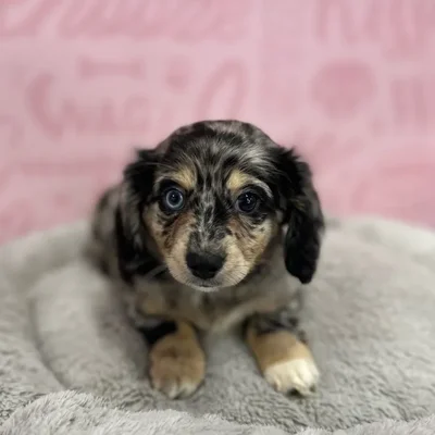 Female Chiweenie puppy named Florence for sale at Waggles Port Charlotte.