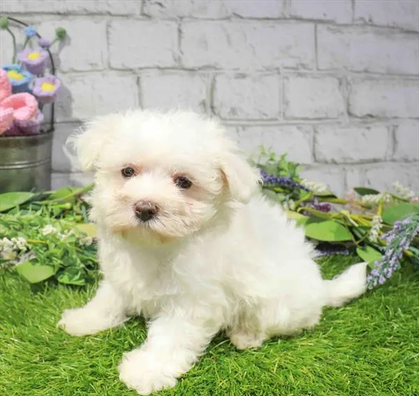 Male Maltese puppy named Gregory for sale at Waggles Port Charlotte.