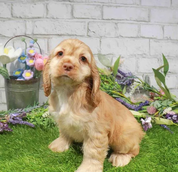 Female Cocker Spaniel puppy named Samantha for sale at Waggles Port Charlotte.
