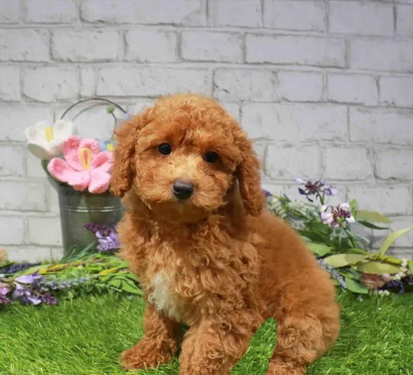 Female Bichapoo puppy named Judith for sale at Waggles Port Charlotte.