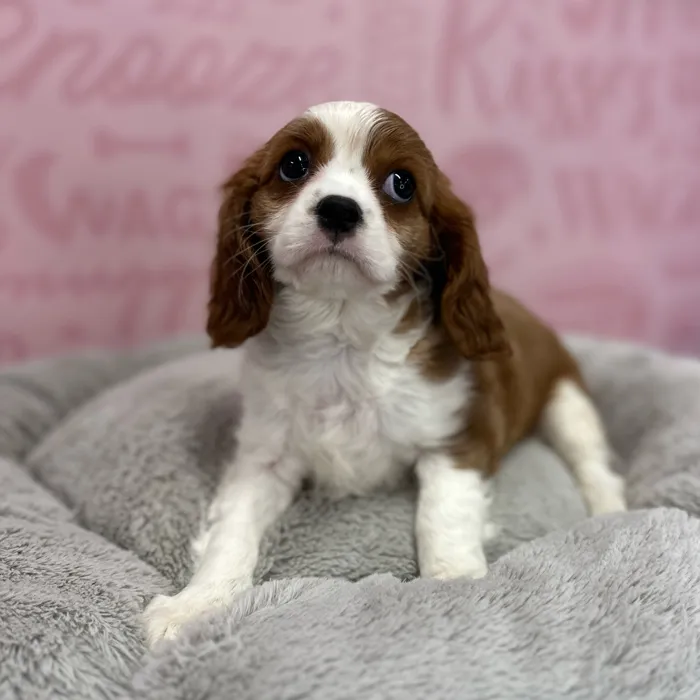 Female Cavalier King Charles Spaniel puppy named Josephine for sale at Waggles Port Charlotte.