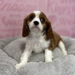 Female Cavalier King Charles Spaniel puppy named Josephine for sale at Waggles Port Charlotte.